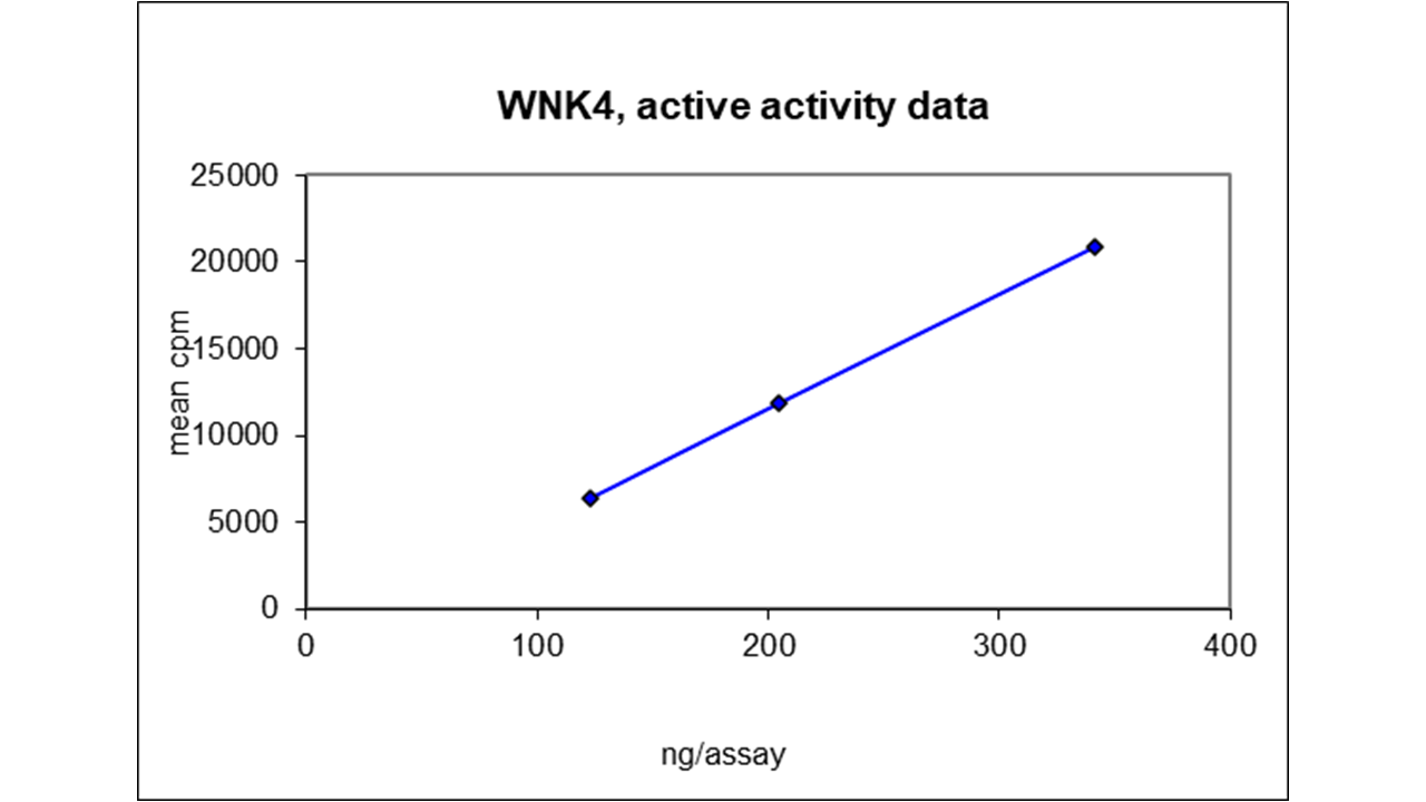 WNK4, active