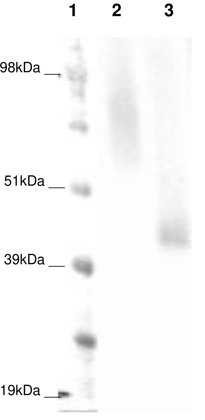 PathHunter® Human GPR23 β-Arrestin Stable Cell Line Assay (CHO-K1)