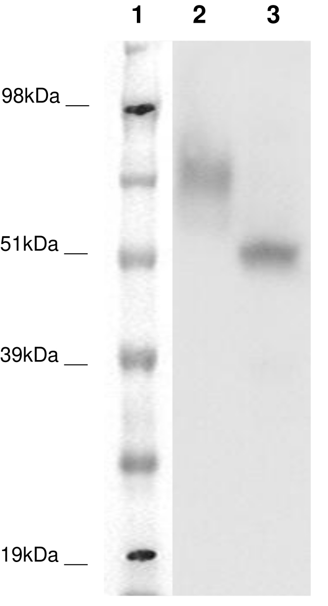 PathHunter® Human GPR39 β-Arrestin Cell-Based Assay Kit (CHO-K1)