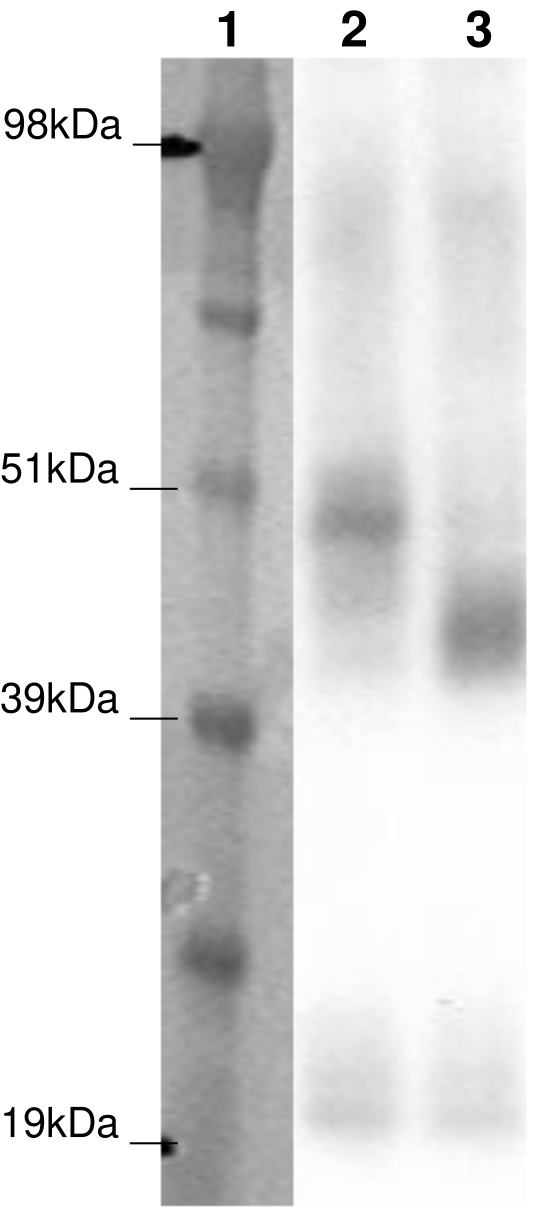 PathHunter® Human GPR137 β-Arrestin Stable Cell Line Assay (CHO-K1)