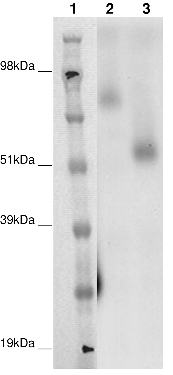 PathHunter® Human GPR75 β-Arrestin Stable Cell Line Assay (CHO-K1)