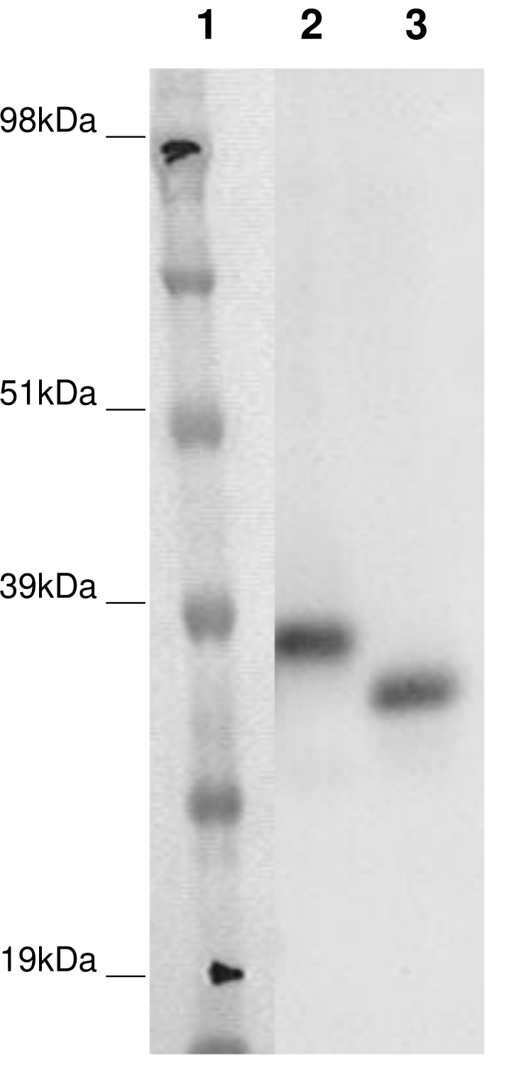 PathHunter® Human GPR148 β-Arrestin Stable Cell Line Assay (CHO-K1)