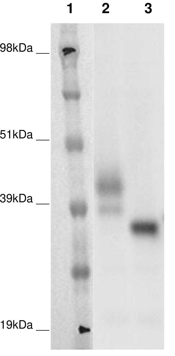 PathHunter® Human GPR146 β-Arrestin Stable Cell Line Assay (CHO-K1)