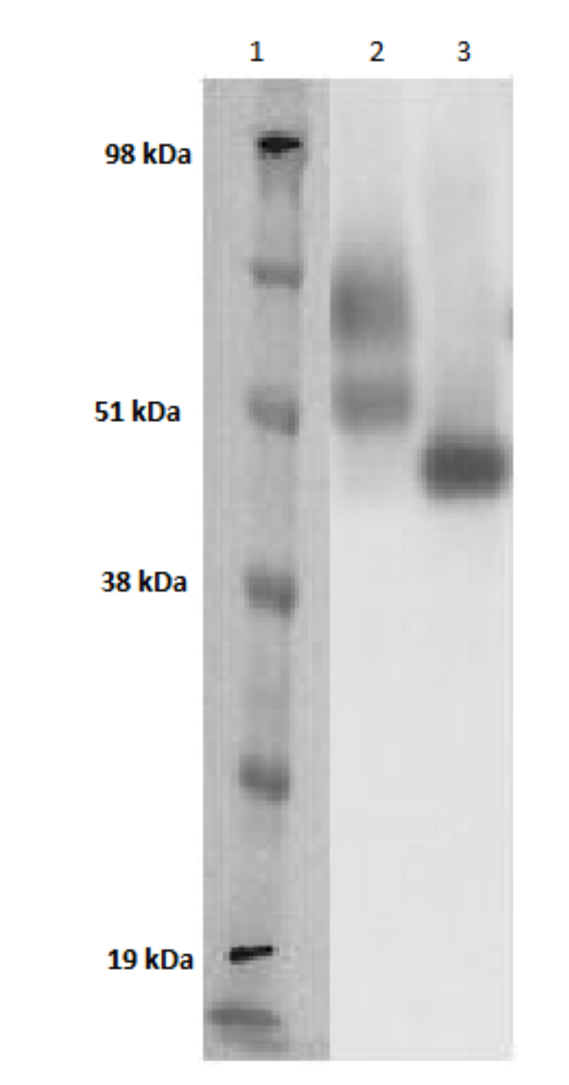 PathHunter® Human GPR151 β-Arrestin Stable Cell Line Assay (CHO-K1)