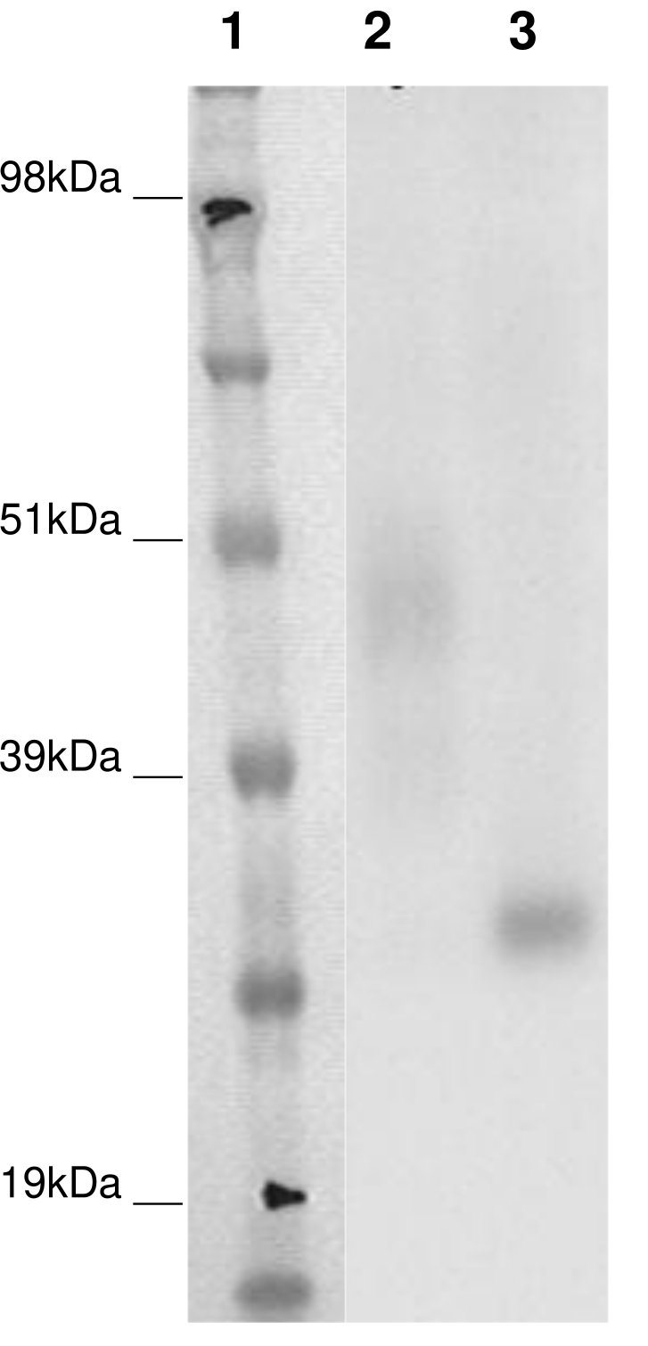 PathHunter® Human GPR141 β-Arrestin Stable Cell Line Assay (CHO-K1)