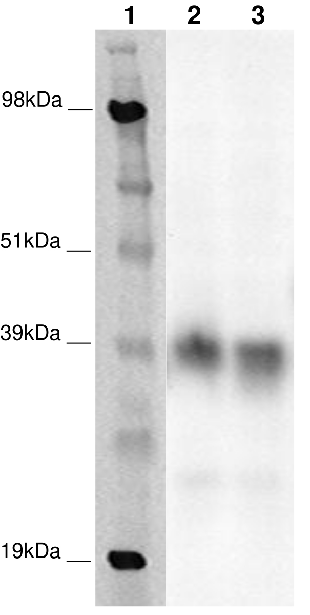 PathHunter® Human GPR79 β-Arrestin Stable Cell Line Assay (CHO-K1)