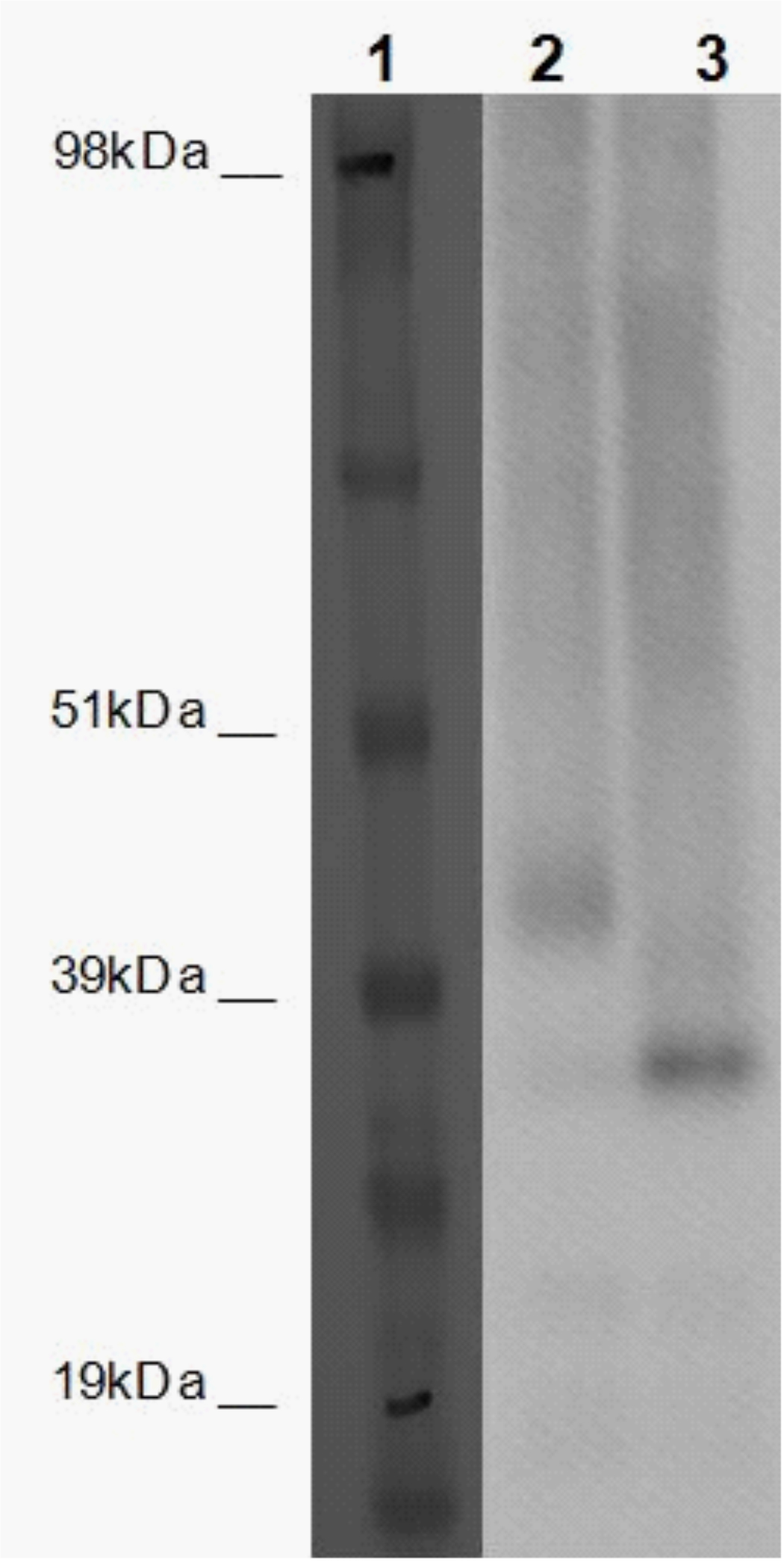PathHunter® Human GPR85 β-Arrestin Stable Cell Line Assay (U2OS)