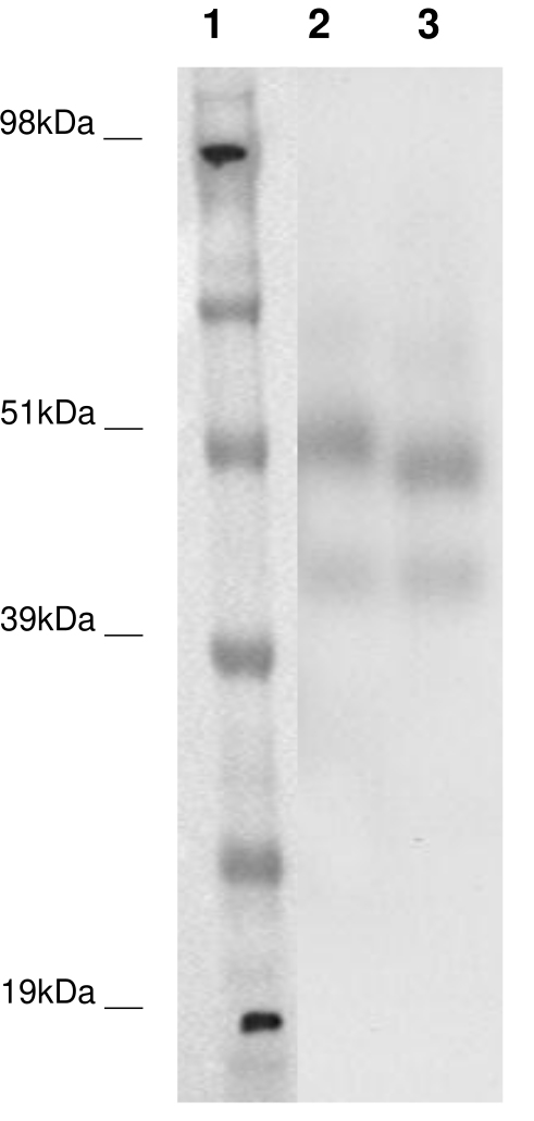 PathHunter® Human GPR135 β-Arrestin Stable Cell Line Assay (CHO-K1)