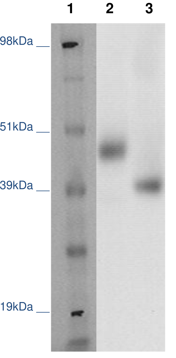 PathHunter® Human MRGPRF β-Arrestin Stable Cell Line Assay (CHO-K1)