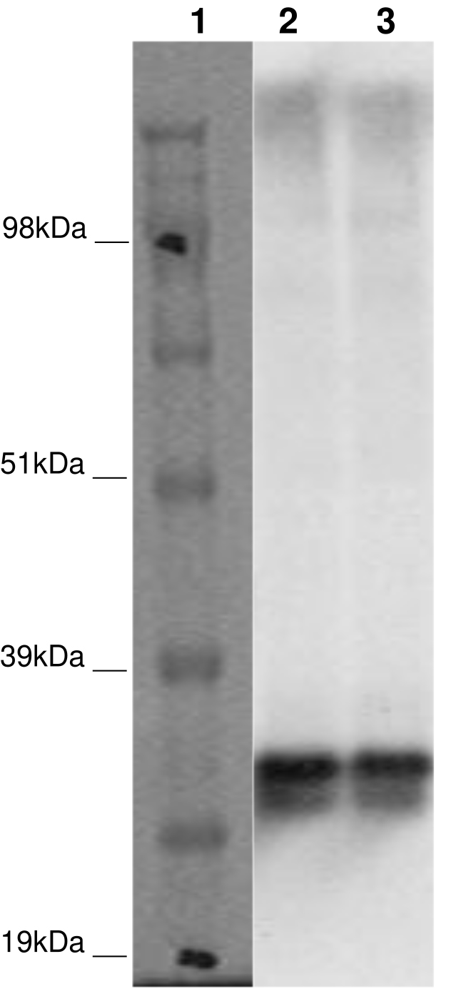 PathHunter® Human MRGPRE β-Arrestin Stable Cell Line Assay (CHO-K1)