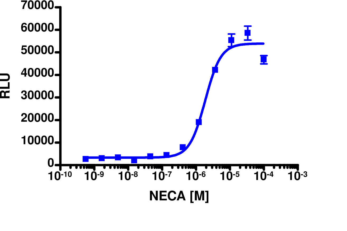 PathHunter® Mouse ADORA2B (A2B) β-Arrestin Cell-Based Assay Kit (CHO-K1)
