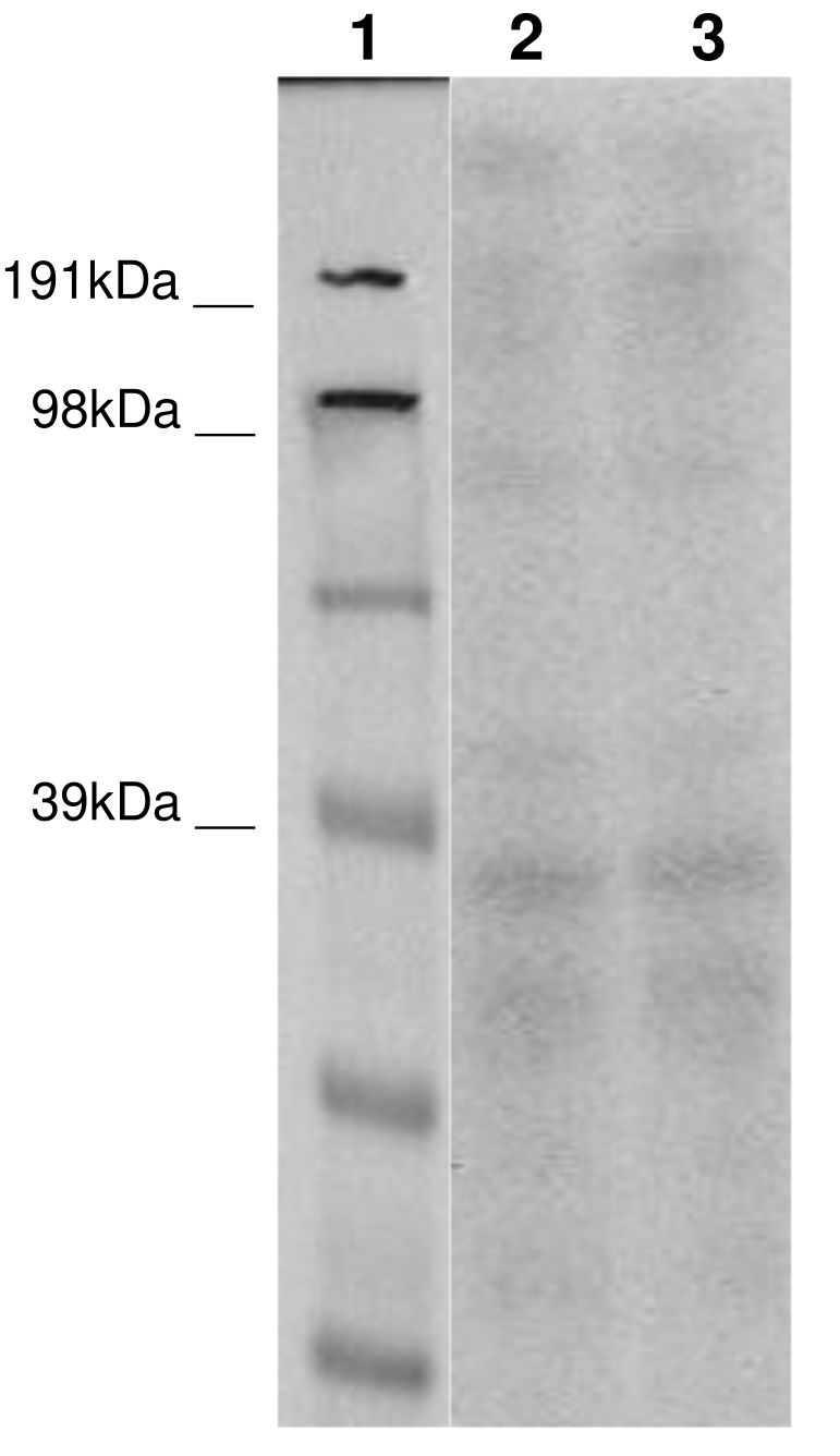 PathHunter® Human ADGRB2 (BAI2) β-Arrestin Stable Cell Line Assay (CHO-K1)