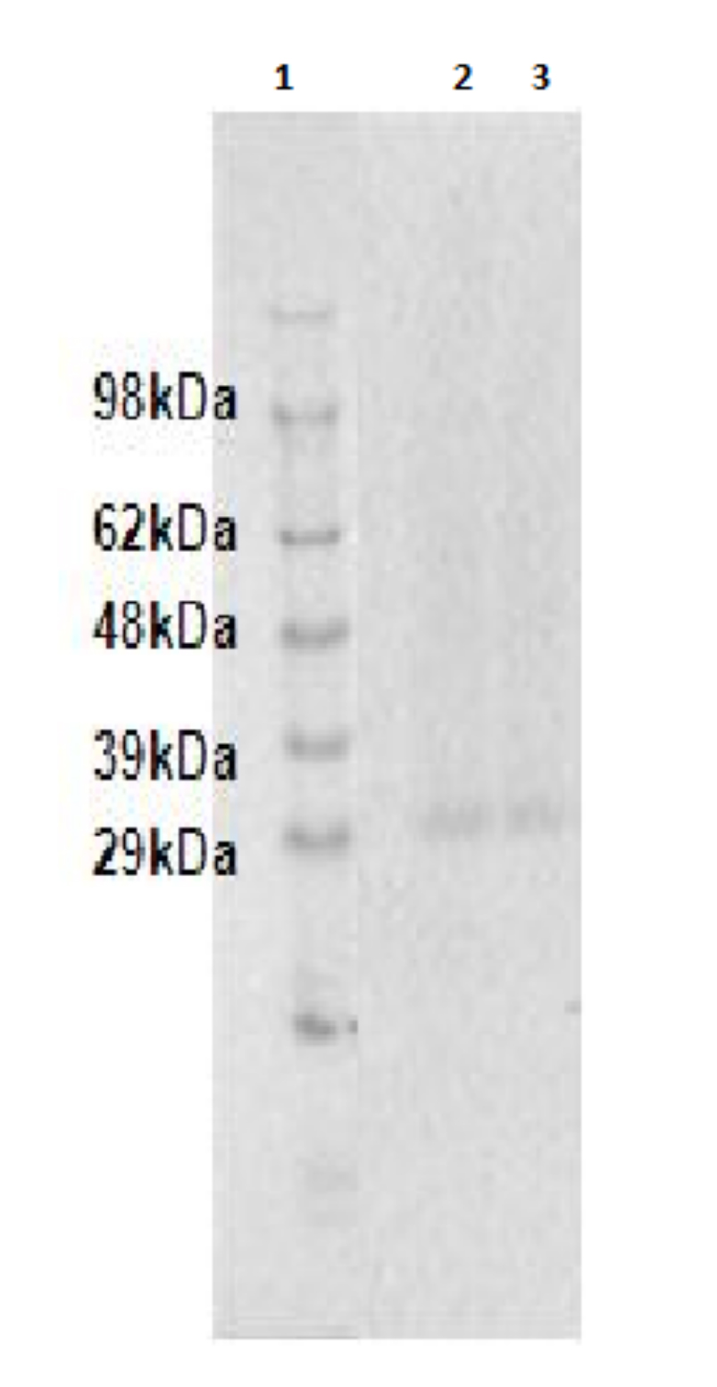 PathHunter® Human GPR18 β-Arrestin Stable Cell Line Assay (CHO-K1)