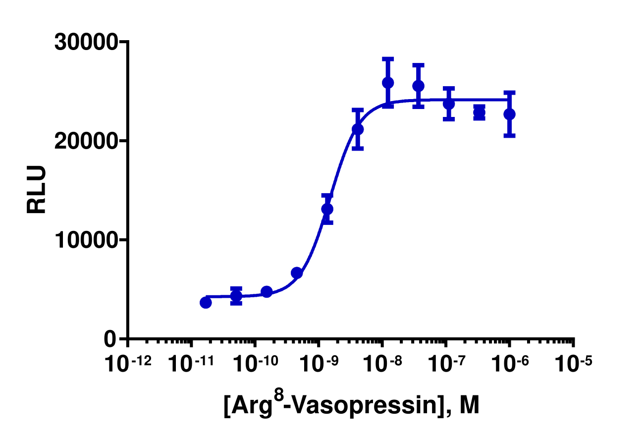 PathHunter® Human AVPR2 β-Arrestin Stable Cell Line Assay (CHO-K1)