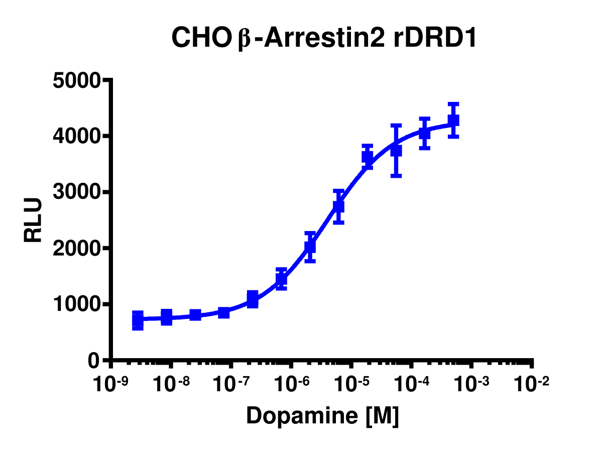 PathHunter® Rat DRD1 β-Arrestin Stable Cell Line Assay (CHO-K1)