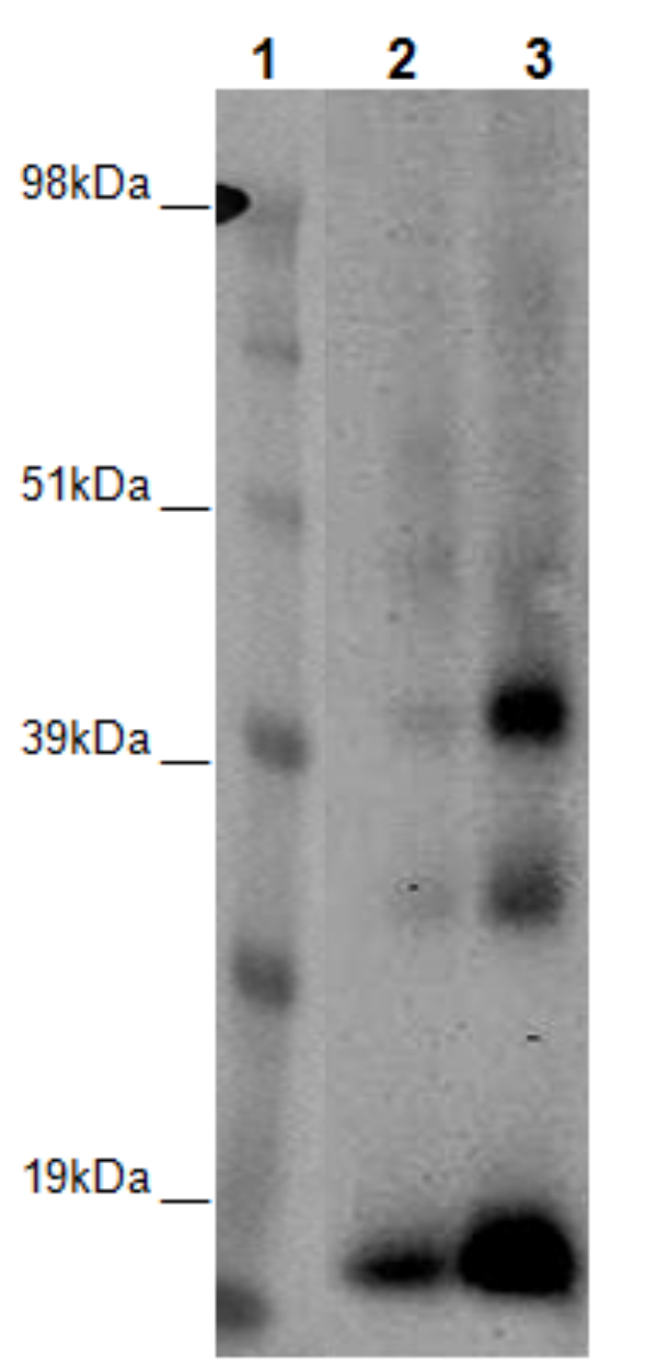 PathHunter® Human GPR6 β-Arrestin Stable Cell Line Assay (CHO-K1)