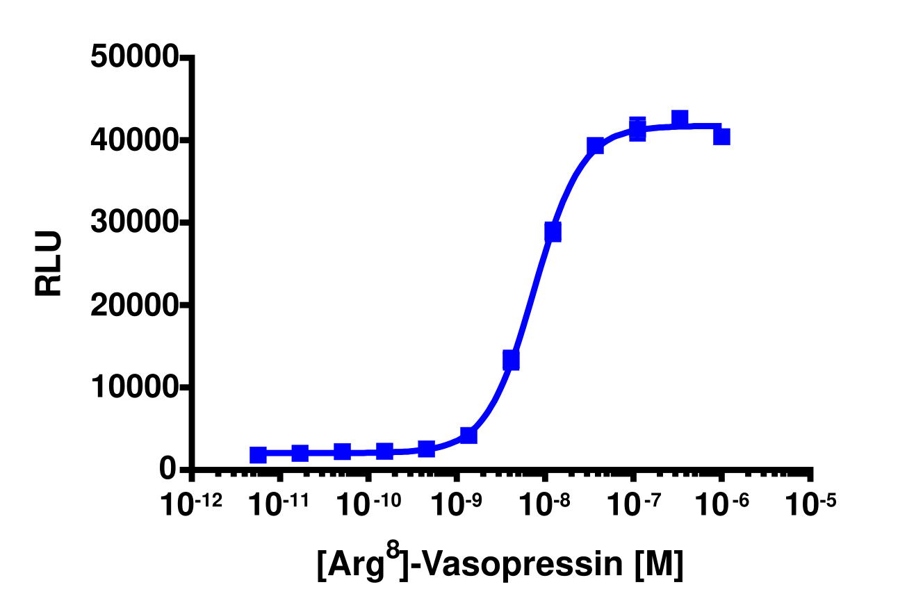 PathHunter® Human AVPR2 Stable Cell Line Activated GPCR Internalization Assay (U2OS)