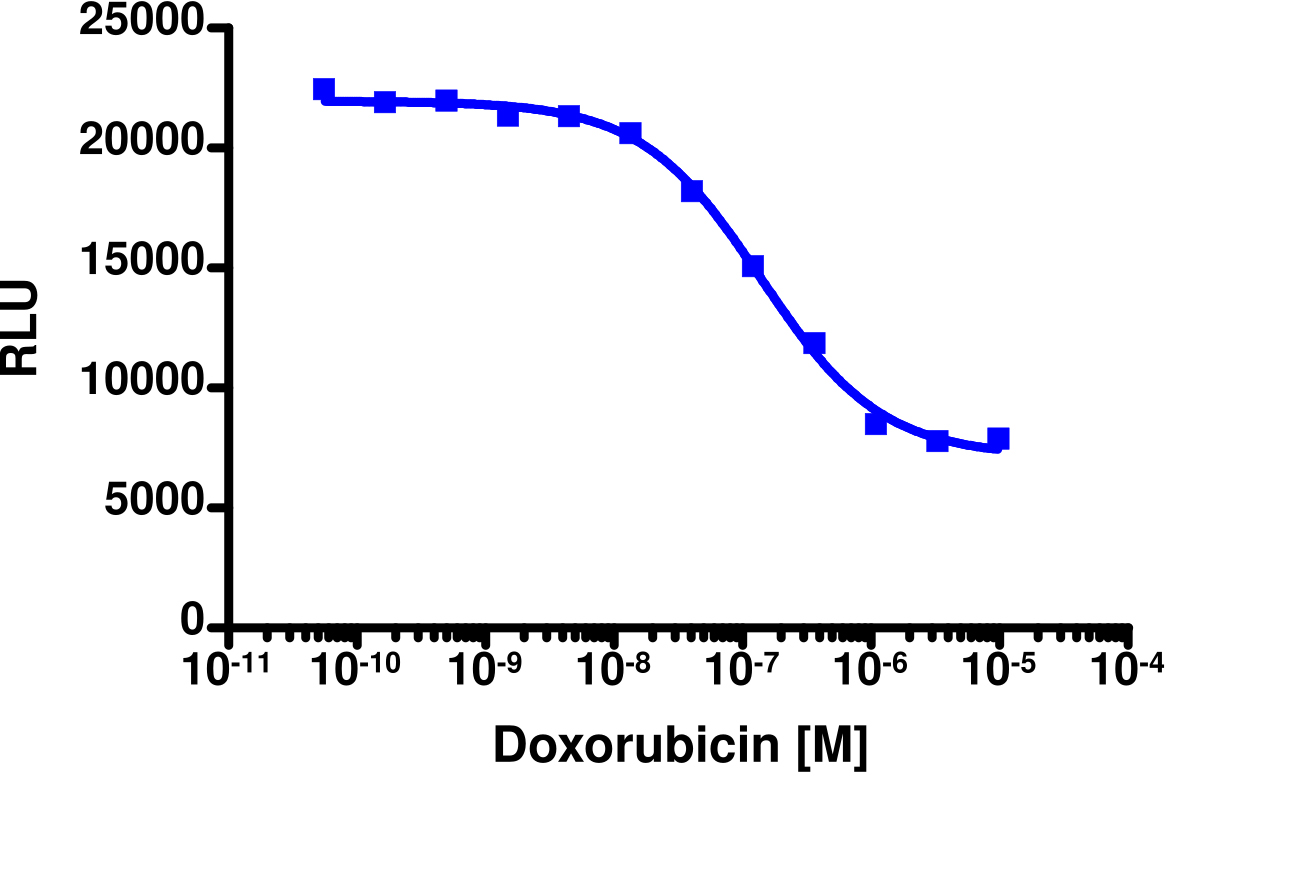 PathHunter® Human CDC25A Degradation Stable Cell Line Assay (NCI-H460)