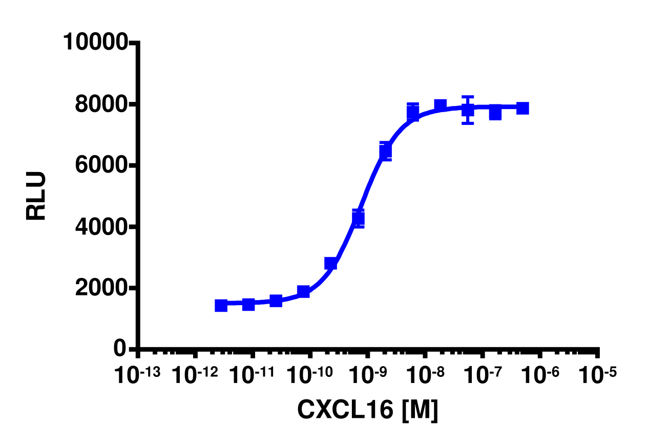 PathHunter® Human CXCL16 (CXCR6) Stable Cell Line Total GPCR Internalization Assay (U2OS)