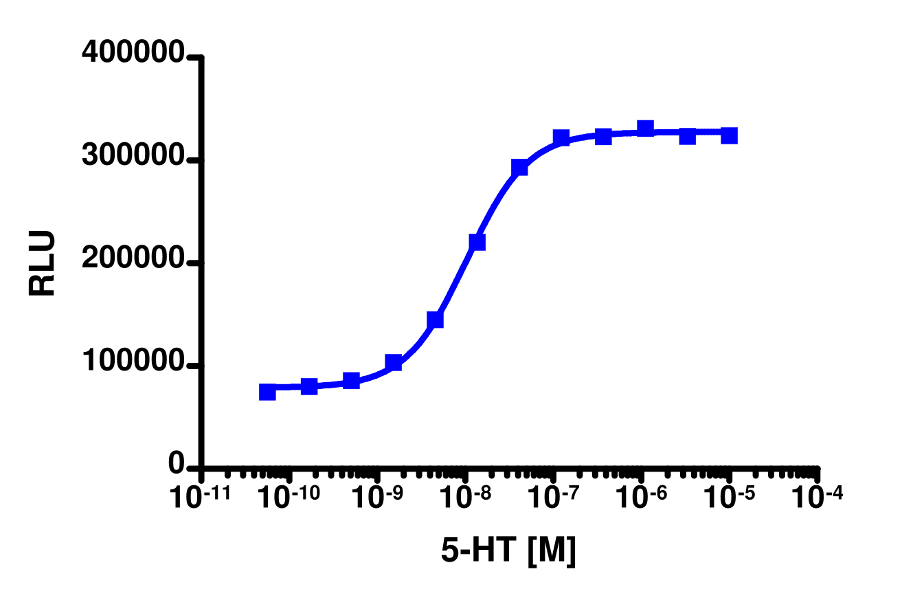 PathHunter® Rat HTR2C (5-HT2C) β-Arrestin Stable Cell Line Assay (U2OS)