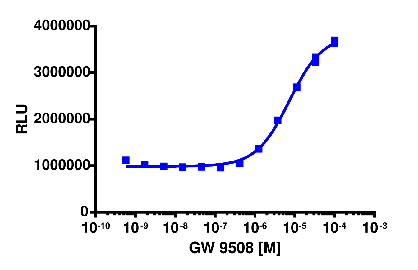 PathHunter® Cyno GPR120 β-Arrestin Stable Cell Line Assay (CHO-K1)