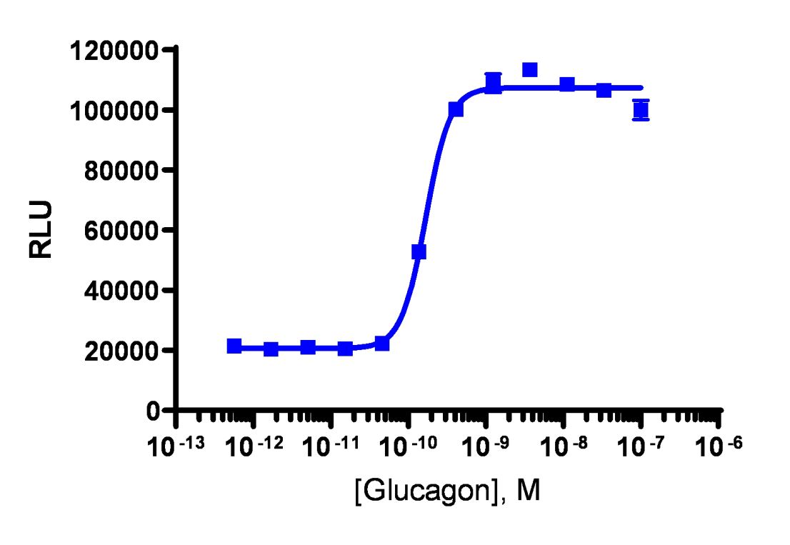 cAMP Hunter™ Human Glucagon (GCG Receptor) Gs Cell-Based Assay Kit (CHO-K1)
