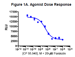 cAMP Hunter™ Human CNR1 (CB1) Gi Stable Cell Line Assay (CHO-K1)