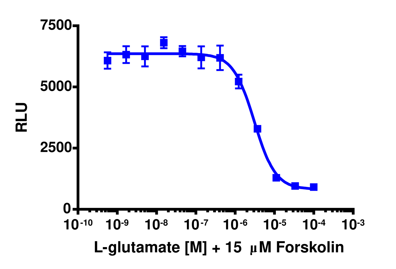 cAMP Hunter™ Human mGlu6 (GRM6) Gi Cell-Based Assay Kit (CHO-K1)