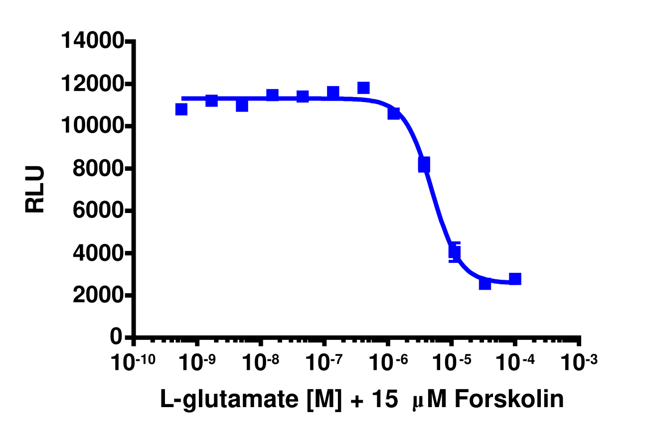 cAMP Hunter™ Human mGlu2 (GRM2) Gi Cell-Based Assay Kit (CHO-K1)
