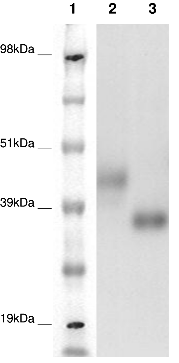 PathHunter® CHO-K1 GPR27 β-Arrestin Orphan GPCR Cell Line