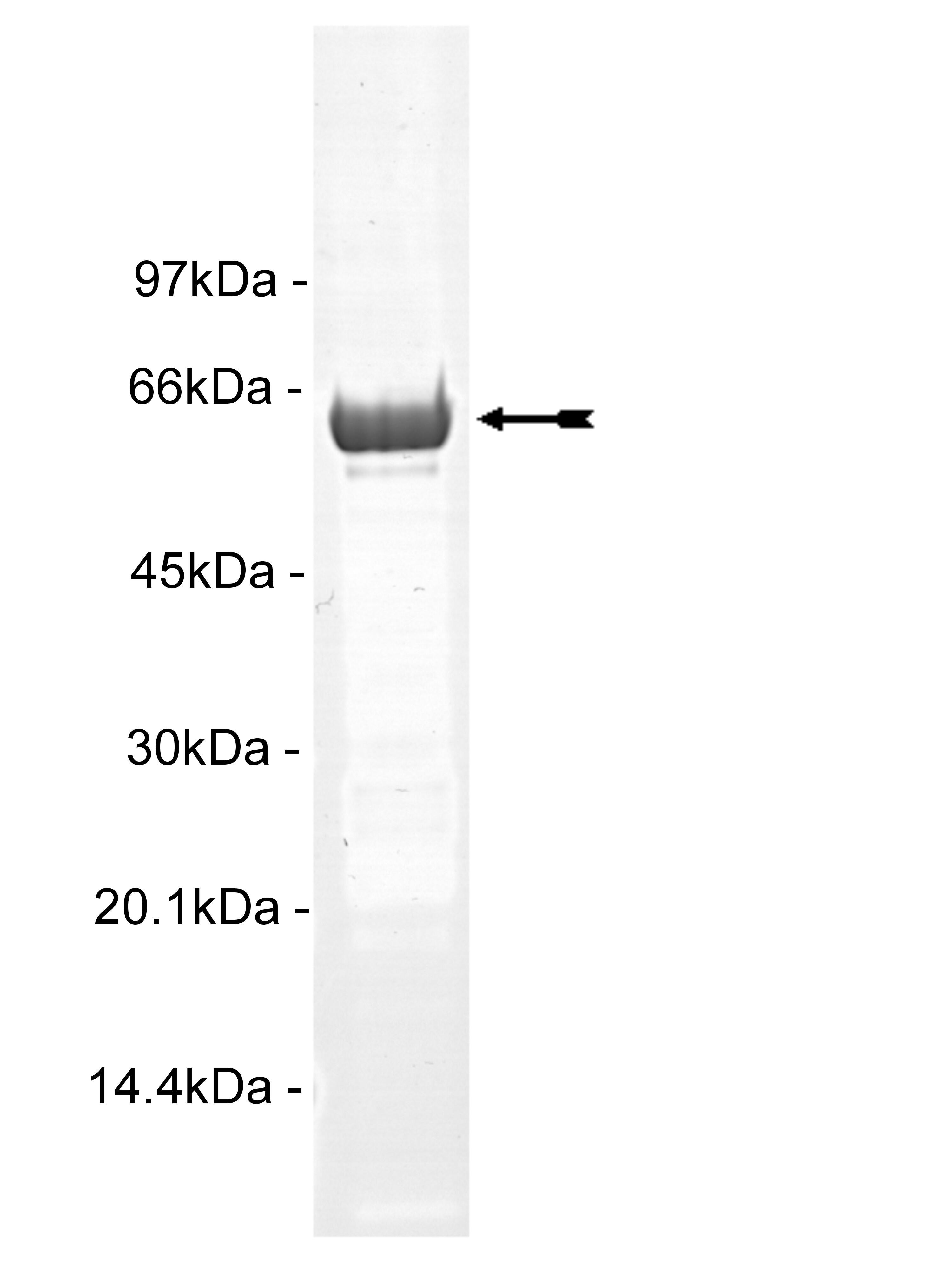 MAP Kinase 1/Erk2, active